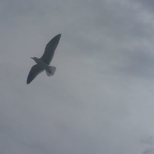 Meet your Posher, Dixie