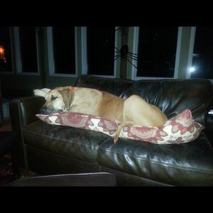 Meet your Posher, Charlotte