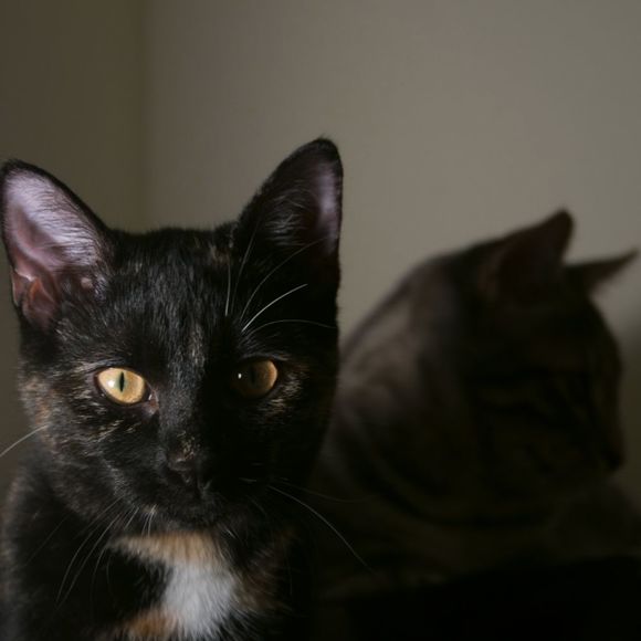 Meet your Posher, Cat Kastle