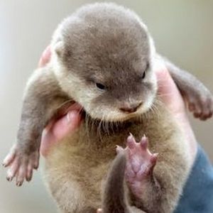 Meet your Posher, Olive