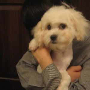 Meet your Posher, Junyi