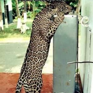 Meet your Posher, Daiana