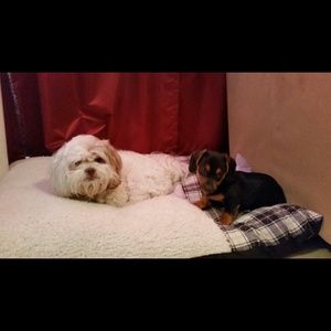 Meet your Posher, Rosa