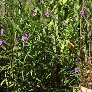 Meet your Posher, Jenny