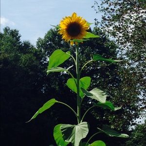 Meet your Posher, Donna