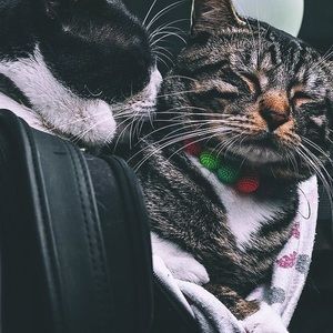 Meet your Posher, Simone