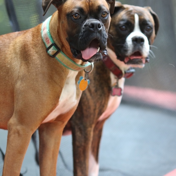 Meet your Posher, Lisa - Picture 7 of 8