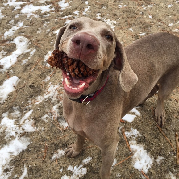 Meet your Posher, Dawn - Picture 2 of 3