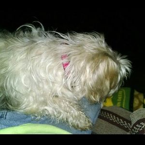 Meet your Posher, Julie