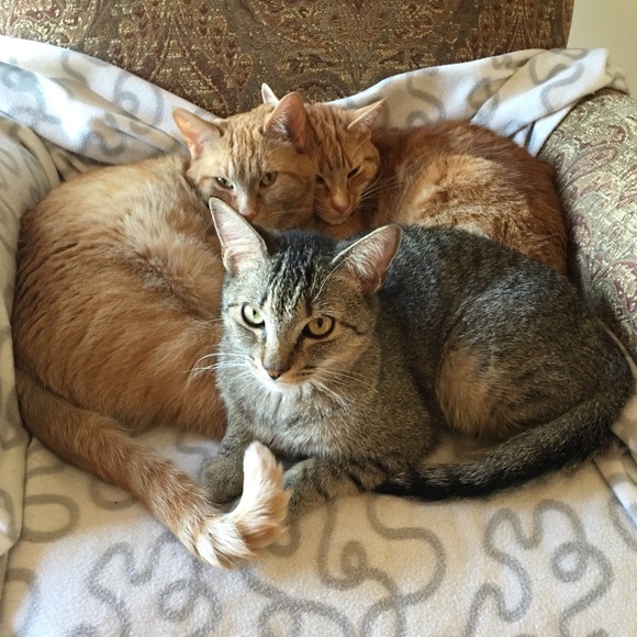 ๐ Meet your "Poshmark Ambassador" Christine ๐ - Picture 5 of 7