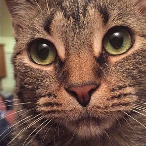 Meet your Posher, Allison