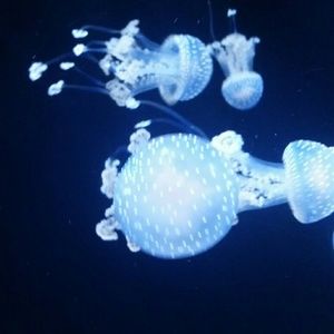 Meet your Posher, Alicia