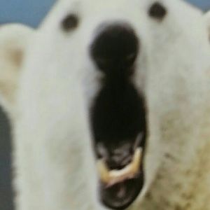 Meet your Posher, Diane