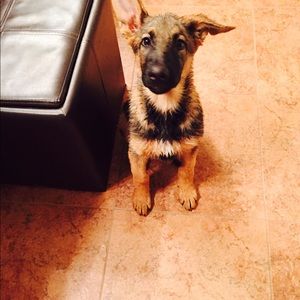 Meet your Posher, Alicia