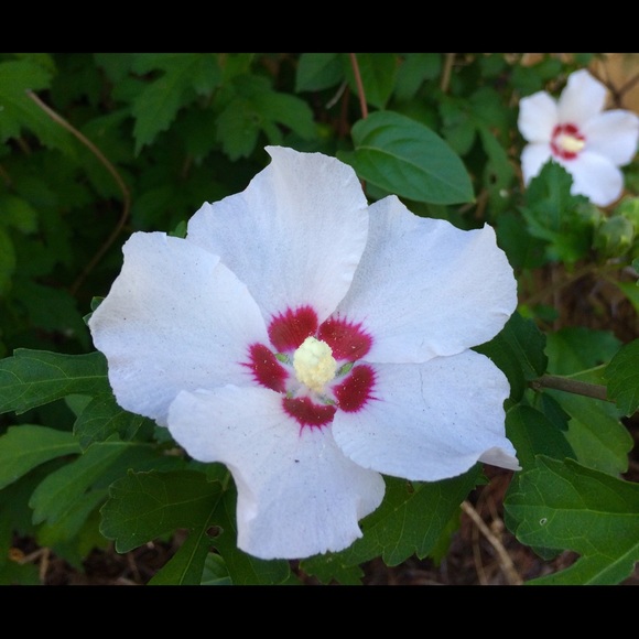 Meet your Posher, Casandra - Picture 1 of 1