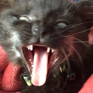 Meet your Posher, Casey