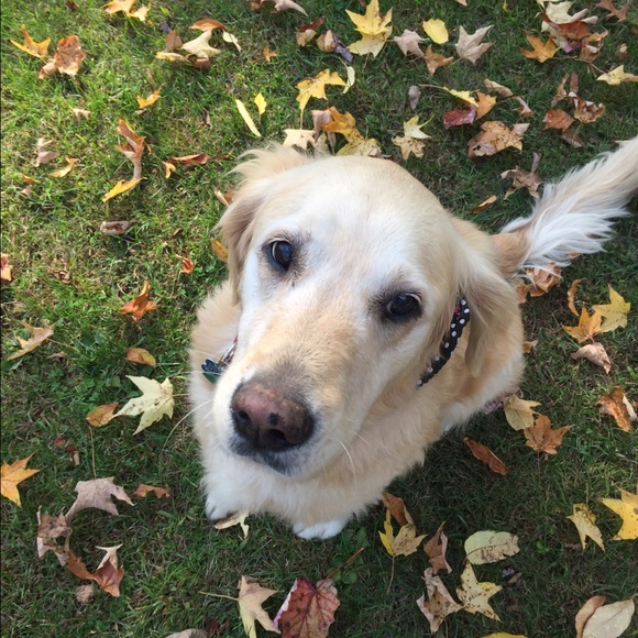 Meet your Posher, Olivia - Picture 1 of 1