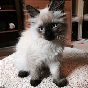 Meet your Posher, Jessica