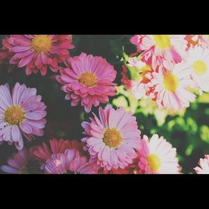 Meet your Posher, Josie