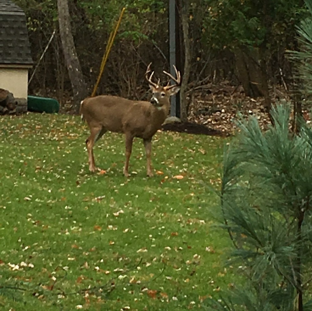 Meet your Posher, Andrea