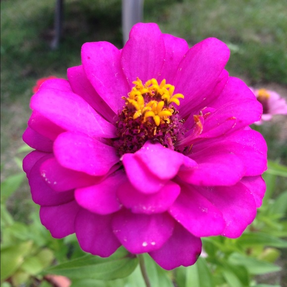 Meet your Posher, Alex - Picture 1 of 1