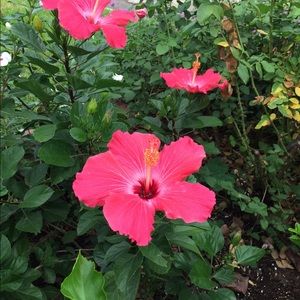 Meet your Posher, Vivian