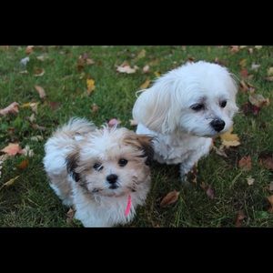 Meet your Posher, Kali