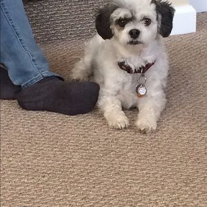 Meet your Posher, Molly