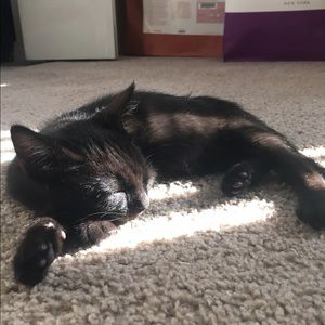 Meet your Posher, Rose