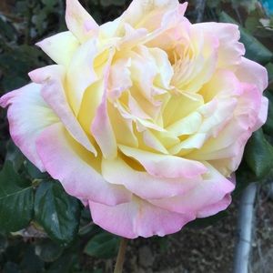 Meet your Posher, Rosa