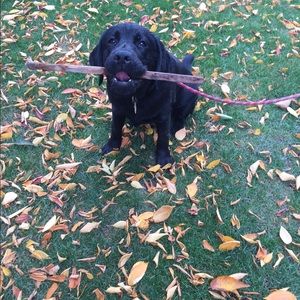 Meet your Posher, Suzannah