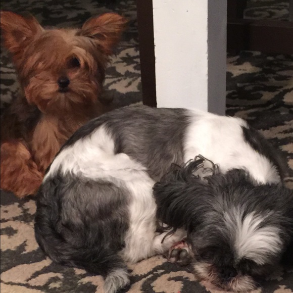 Meet your Posher, Ibeth - Picture 4 of 4