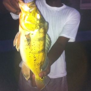 Meet your Posher, Young