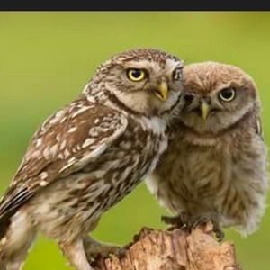 Meet your Posher, Tamara