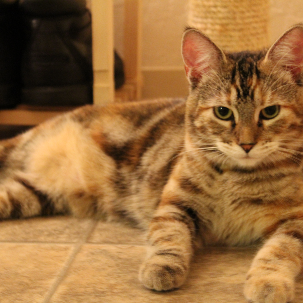 Meet your Posher, Tia