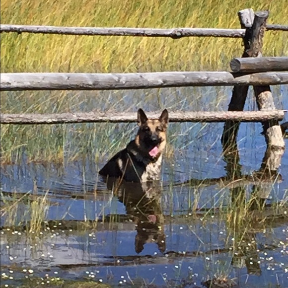 Meet your Posh Ambassador Posher, Gretta - Picture 4 of 15