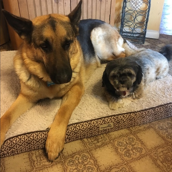 Meet your Posh Ambassador Posher, Gretta - Picture 5 of 15