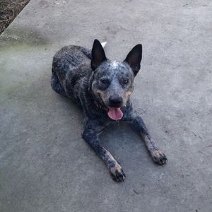 Meet your Posher, Sidney