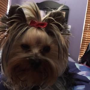 Meet your Posher, Elizabeth