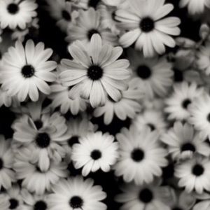 Meet your Posher, Lea