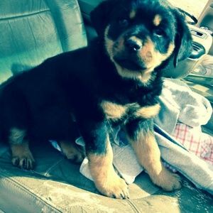 Meet your Posher, Morgan