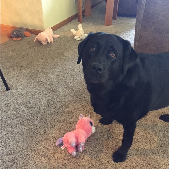 Meet your Posher - Picture 4 of 4