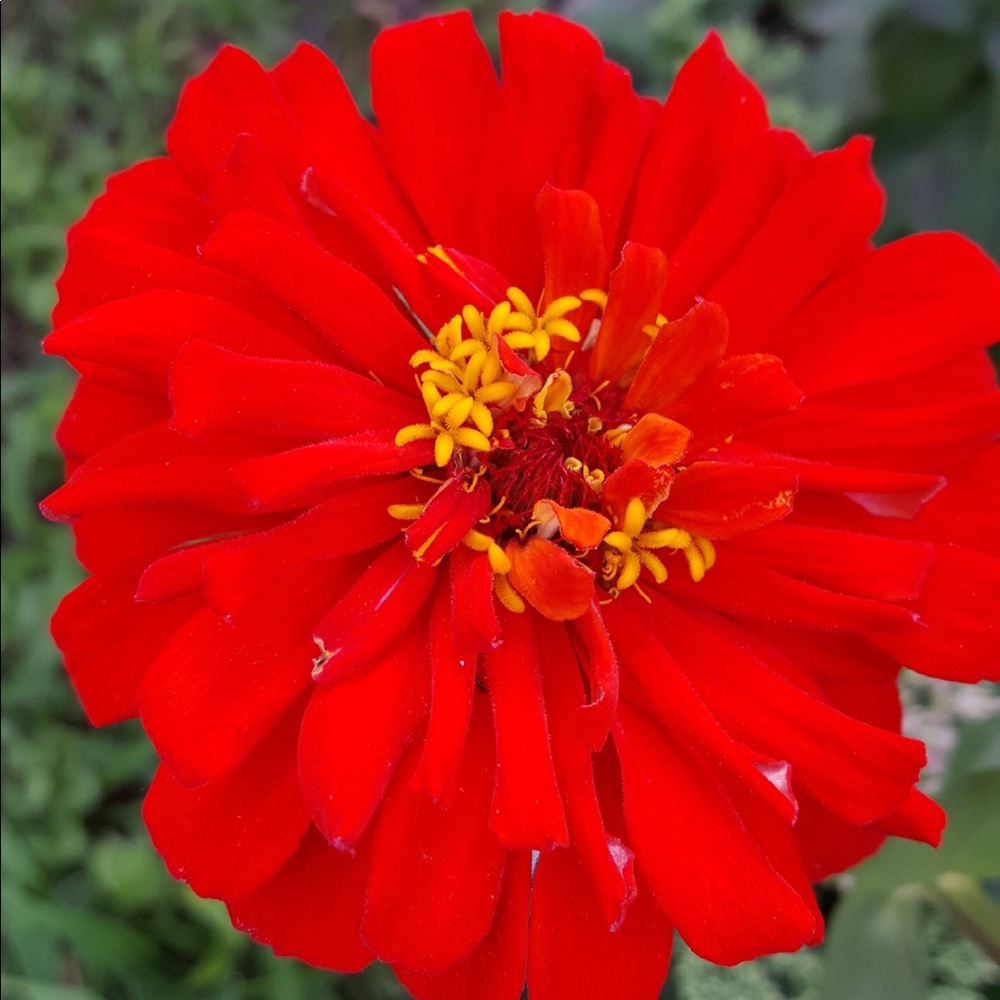 Meet your Posher, Juliet