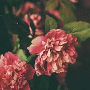 Meet your Posher, Morgan