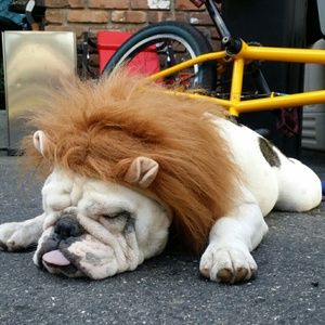 Meet your Posher, Lori