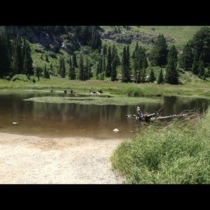 Meet your Posher, Shelby