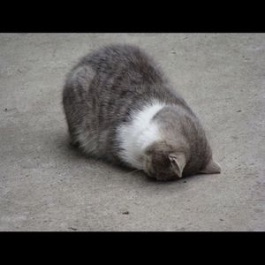 Meet your Posher, Yehoshua