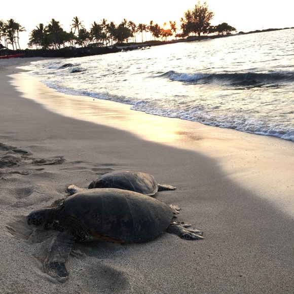 Meet your Posher, Liliia