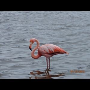 Meet your Posher, Shirley