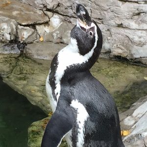 Meet your Posher, Sierra